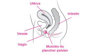 Anatomie - Boules de Kegel
