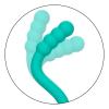 Bubbly - Pretty Little Wands - Masseur Point G - California Exotics – Image 2